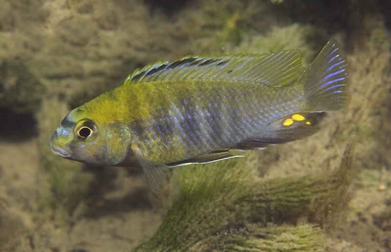 Tropheops sp. 'masimbwe' Thumbi East Island'
